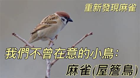 屋簷鳥|我們不曾在意的小鳥: 麻雀(屋簷鳥) 